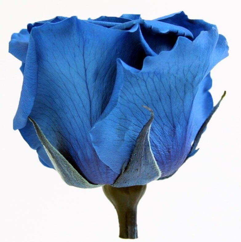 Stabilizuotos Standard rožės 6 vnt., tamsiai mėlyna цена и информация | Miegančios rožės, stabilizuoti augalai | pigu.lt