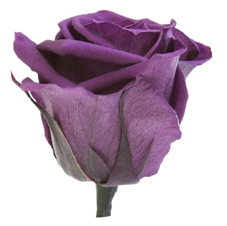 Stabilizuotos Standard rožės 6 vnt., violetinė kaina ir informacija | Miegančios rožės, stabilizuoti augalai | pigu.lt