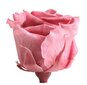 Stabilizuotos Standard rožės 6 vnt., cherry blossom kaina ir informacija | Miegančios rožės, stabilizuoti augalai | pigu.lt