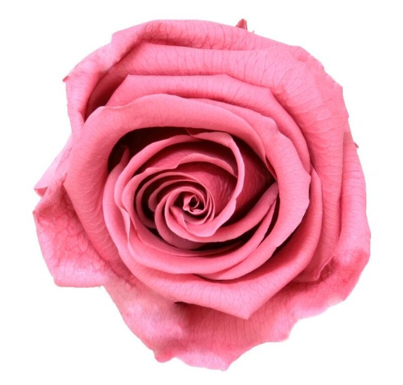 Stabilizuotos Standard rožės 6 vnt., cherry blossom kaina ir informacija | Miegančios rožės, stabilizuoti augalai | pigu.lt