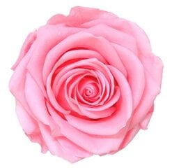 Стабилизированная роза Amorosa Premium, розовая цена и информация | Спящие стабилизированные розы, растения | pigu.lt