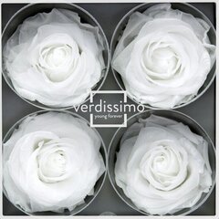Stabilizuotos Premium rožės 4 vnt., baltos kaina ir informacija | Miegančios rožės, stabilizuoti augalai | pigu.lt