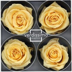 Stabilizuotos Premium rožės kaina ir informacija | Miegančios rožės, stabilizuoti augalai | pigu.lt