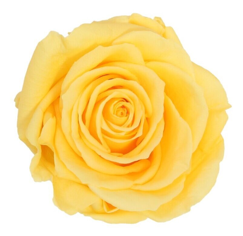 Stabilizuotos Premium rožės kaina ir informacija | Miegančios rožės, stabilizuoti augalai | pigu.lt