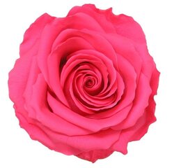 Stabilizuotos Premium rožės 4 vnt., tamsiai rožinės kaina ir informacija | Miegančios rožės, stabilizuoti augalai | pigu.lt