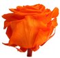 Stabilizuotos Premium rožės 4 vnt., oranžinė kaina ir informacija | Miegančios rožės, stabilizuoti augalai | pigu.lt