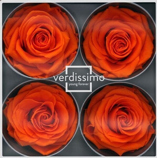 Stabilizuotos Premium rožės 4 vnt., oranžinė kaina ir informacija | Miegančios rožės, stabilizuoti augalai | pigu.lt