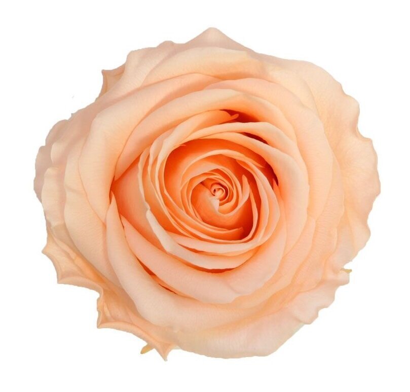 Stabilizuotos Premium rožės 4 vnt., persikinė kaina ir informacija | Miegančios rožės, stabilizuoti augalai | pigu.lt