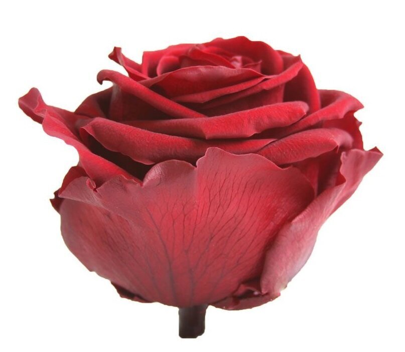 Stabilizuotos Premium rožės 4 vnt., tamsiai raudonos kaina ir informacija | Miegančios rožės, stabilizuoti augalai | pigu.lt