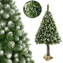 Kalėdinė eglutė, dirbtinė su natūralios pušies kamienu, 160 cm kaina ir informacija | Eglutės, vainikai, stovai | pigu.lt
