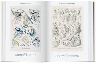 Art and Science of Ernst Haeckel. 40th Ed. цена и информация | Книги об искусстве | pigu.lt