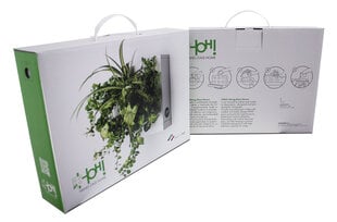 Komplektas gyvų augalų paveikslui sukurti "Hang Oasi Home" цена и информация | Принадлежности для флористики | pigu.lt