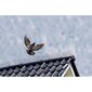 Nature spygliai paukščių baidymui, 3 vnt., 32x11x18 cm 6060160 цена и информация | Graužikų, kurmių naikinimas | pigu.lt