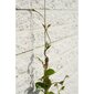 Vielos rinkinys vijokliniams augalams kaina ir informacija | Sodo technikos dalys | pigu.lt