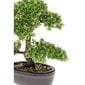 Dirbtinis fikusas Emerald, mini bonsai medis, žalias, 32cm, 420002 цена и информация | Dirbtinės gėlės | pigu.lt