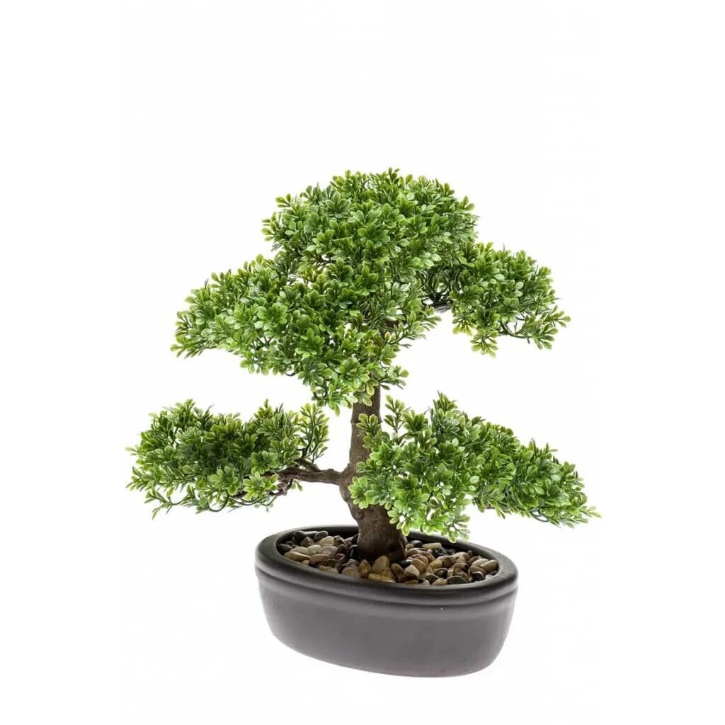 Dirbtinis fikusas Emerald, mini bonsai medis, žalias, 32cm, 420002 цена и информация | Dirbtinės gėlės | pigu.lt