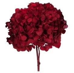 Stabilizuotos Standard Hortenzijos raudonos kaina ir informacija | Miegančios rožės, stabilizuoti augalai | pigu.lt