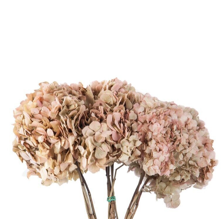 Stabilizuotos dvispalvės Hortenzijos kreminė / rožinė цена и информация | Miegančios rožės, stabilizuoti augalai | pigu.lt