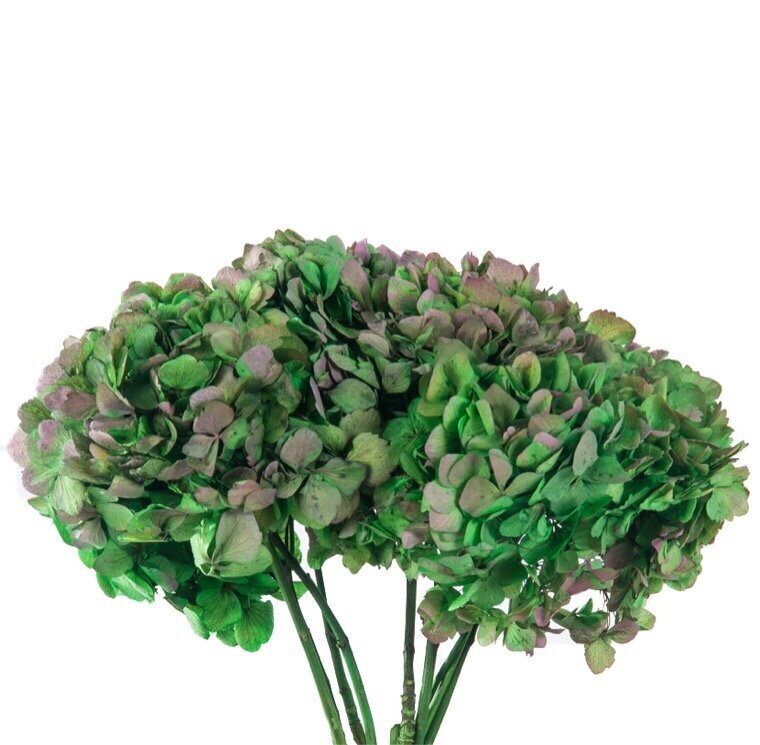 Stabilizuotos dvispalvės Hortenzijos žalia / rožinė kaina ir informacija | Miegančios rožės, stabilizuoti augalai | pigu.lt