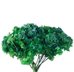 Stabilizuotos dvispalvės Hortenzijos žalia / mėlyna цена и информация | Спящие стабилизированные розы, растения | pigu.lt