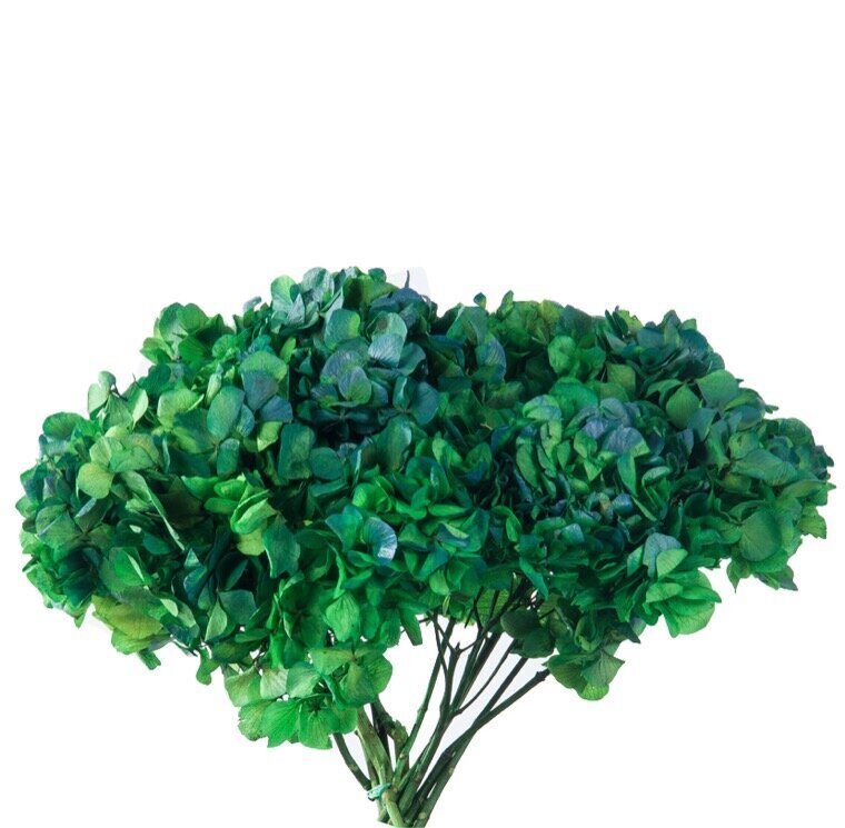 Stabilizuotos dvispalvės Hortenzijos žalia / mėlyna цена и информация | Miegančios rožės, stabilizuoti augalai | pigu.lt