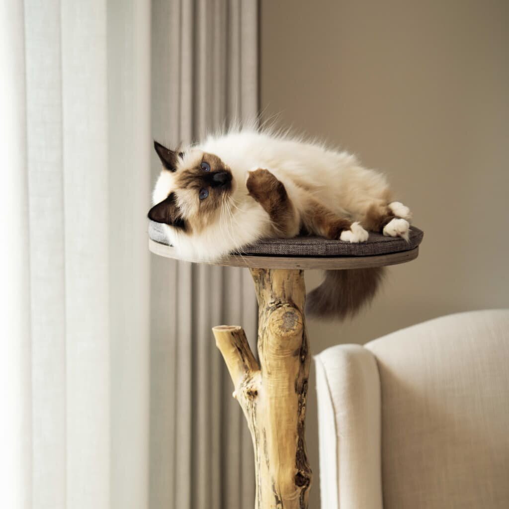 Designed by Lotte Draskymo stovas katėms JAZZ, 1.35 m, mediena цена |  pigu.lt