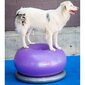 Balansinis kamuolys augintiniui Fitpaws Trax Donut, 55cm kaina ir informacija | Dresūros priemonės šunims | pigu.lt