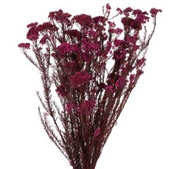 Stabilizuotos Diosmi (Rice flower) raudonos цена и информация | Спящие стабилизированные розы, растения | pigu.lt