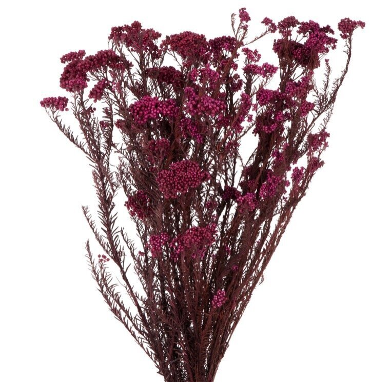 Stabilizuotos Diosmi (Rice flower) raudonos kaina ir informacija | Miegančios rožės, stabilizuoti augalai | pigu.lt