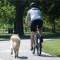 PetEgo šuns pavadėlis prie dviračio Cycleash, 85 cm, Cycleash kaina ir informacija | Pavadėliai, antkakliai, petnešos katėms | pigu.lt