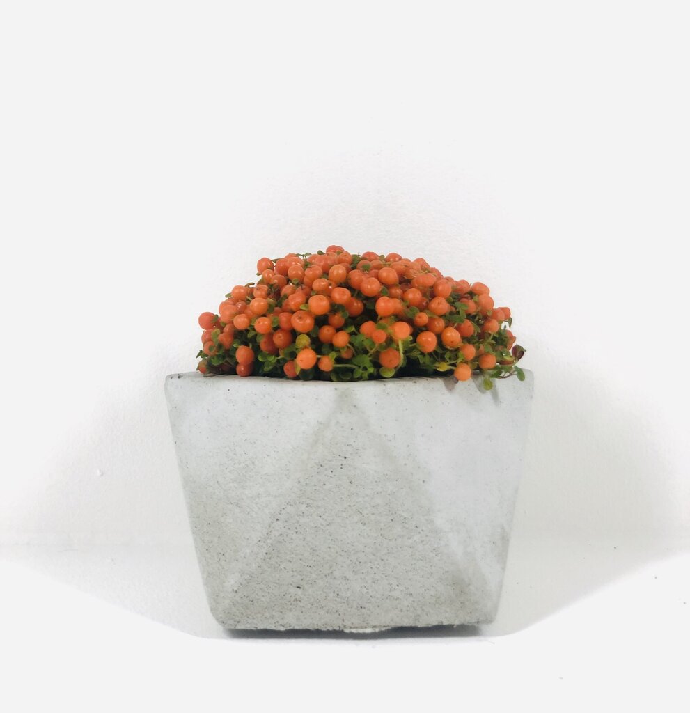 Vazonėlis-dekoras augalams kaina ir informacija | Vazonai | pigu.lt