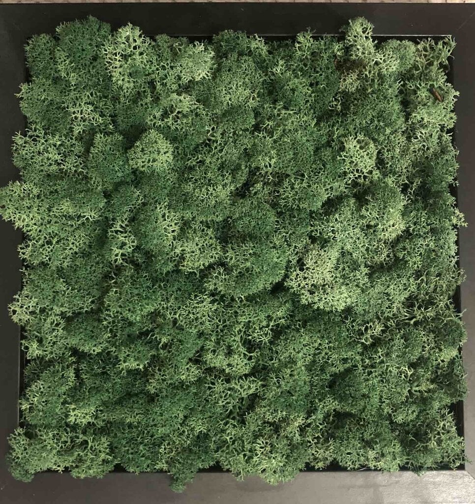 Stabilizuota samana Green grass moss po 300 gr. цена и информация | Miegančios rožės, stabilizuoti augalai | pigu.lt