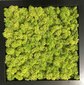 Stabilizuota samana Spring green moss po 500 gr. kaina ir informacija | Miegančios rožės, stabilizuoti augalai | pigu.lt