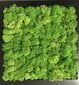 Stabilizuota samana Green light moss po 500 gr. цена и информация | Miegančios rožės, stabilizuoti augalai | pigu.lt