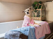 Amiplay vonios kilimėlis SPA Pink, M kaina ir informacija | Priežiūros priemonės gyvūnams | pigu.lt