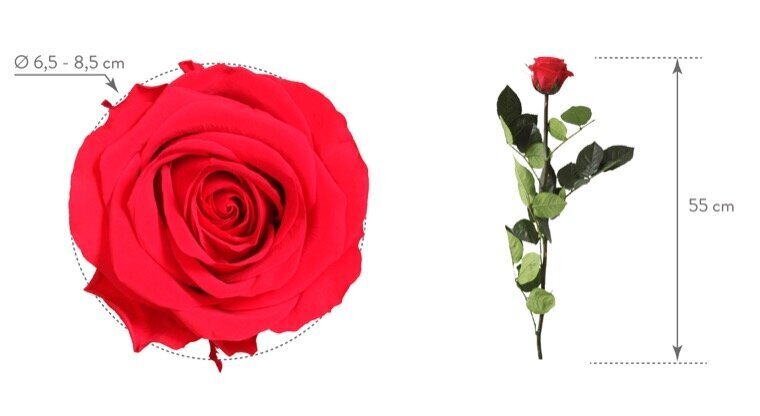 Stabilizuota rožė Premium, 55x7 cm, kaina ir informacija | Miegančios rožės, stabilizuoti augalai | pigu.lt