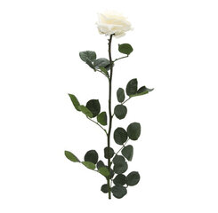 Стабилизированная роза Premium, 55x7 см, цена и информация | Спящие стабилизированные розы, растения | pigu.lt