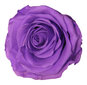 Stabilizuota rožė Amorosa Premium Bright lilac kaina ir informacija | Miegančios rožės, stabilizuoti augalai | pigu.lt