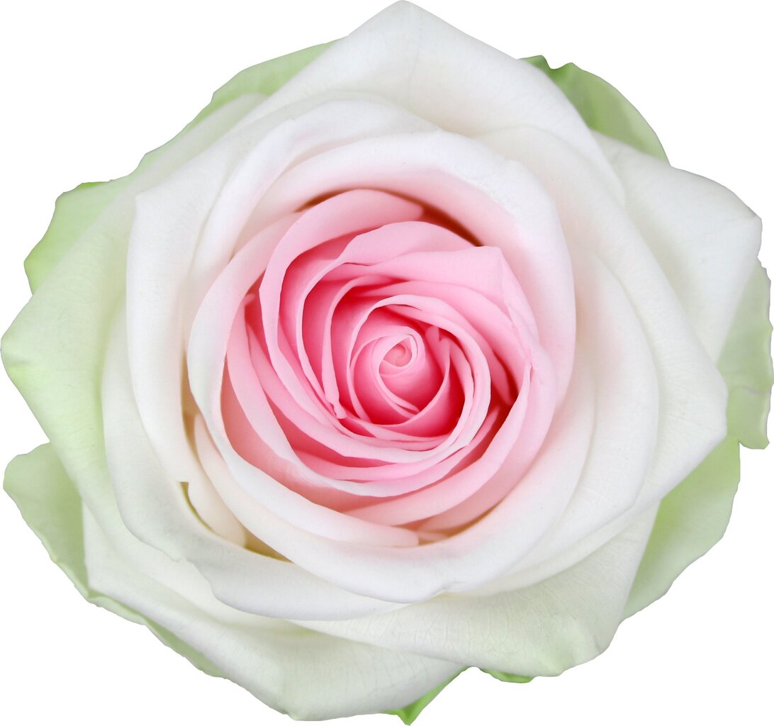 Stabilizuota rožė Amorosa Premium white/pink kaina ir informacija | Miegančios rožės, stabilizuoti augalai | pigu.lt