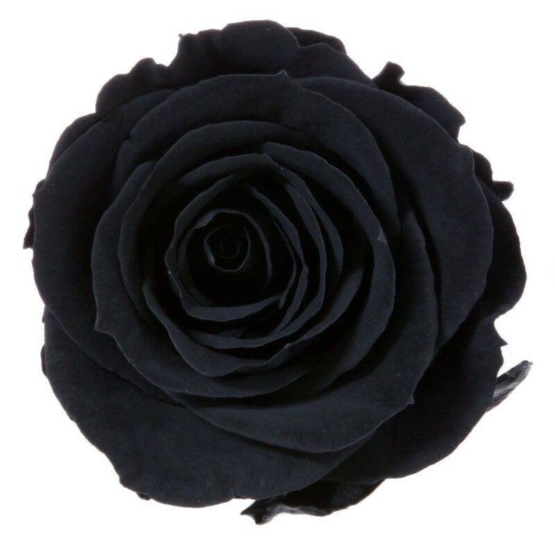 Stabilizuotos Standard rožės 6 vnt., juodos цена и информация | Miegančios rožės, stabilizuoti augalai | pigu.lt