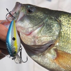 Воблер Banshee Crankbait 60mm 12g VC03 Chartreuse Shad, плавучий цена и информация | Воблеры, приманки, блесны | pigu.lt