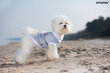 Amiplay marškinėliai šunims Polo Oxford Chihuahua, XS, raudoni kaina ir informacija | Drabužiai šunims | pigu.lt