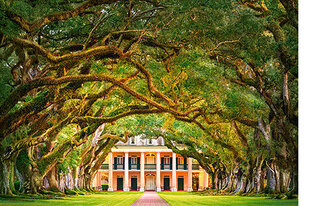 Dėlionė Castorland Puzzle Oak Alley Plantation, 1000 d. kaina ir informacija | Dėlionės (puzzle) | pigu.lt