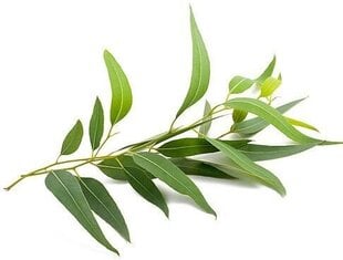 Эвкалиптовое эфирное масло Sattva Ayurveda Eucalyptus, 10 мл цена и информация | Эфирные, косметические масла, гидролаты | pigu.lt