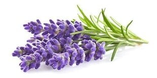 Эфирное масло лаванды Sattva Ayurveda Lavender, 10 мл цена и информация | Эфирные, косметические масла, гидролаты | pigu.lt