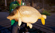 Xbox One Catch: Carp & Coarse Collector's Edition kaina ir informacija | Kompiuteriniai žaidimai | pigu.lt