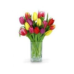 Įvairių spalvų tulpės, 15 vnt kaina ir informacija | Gyvos gėlės | pigu.lt