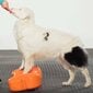 Fitpaws Balansinė platforma K9FITbone, oranžinė, 58x29x10cm kaina ir informacija | Dresūros priemonės šunims | pigu.lt