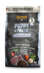 Belcando Puppy GF Poultry visų veislių šuniukams iki 4 mėnesių 4 kg kaina ir informacija | Sausas maistas šunims | pigu.lt