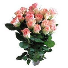 Rožinės rožės, 11 vnt цена и информация | Живые цветы  | pigu.lt